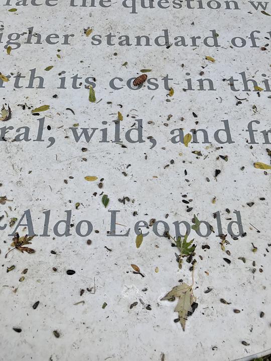Detail, Wild Things