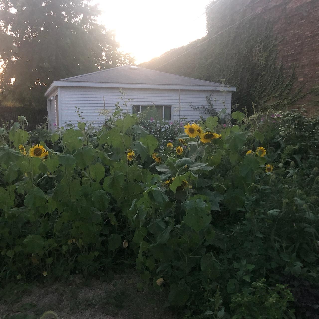 Harvest - 6 weeks after deinstall