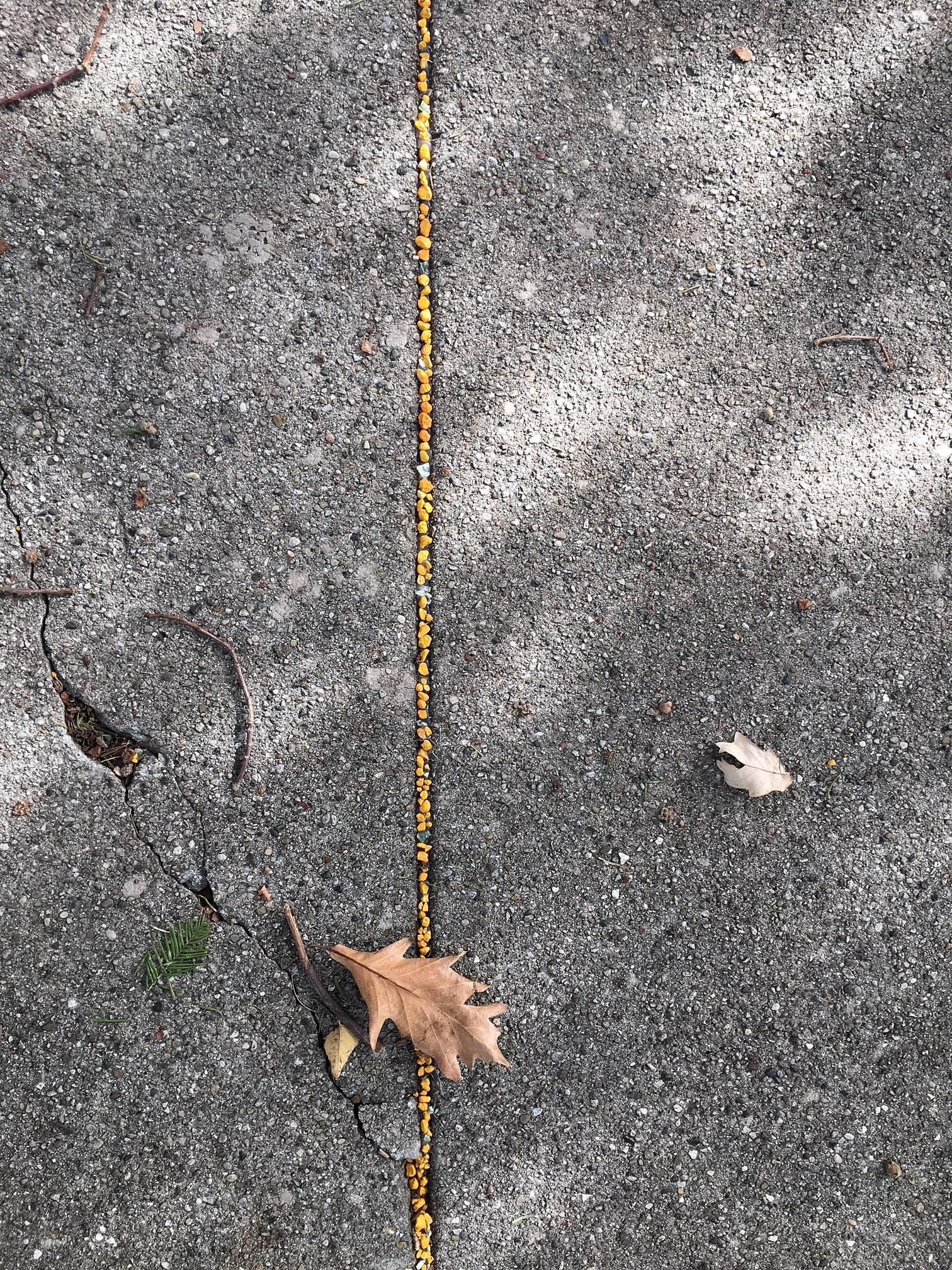 Terrain Biennial, Kristine Aono, Joanne Aono, Anne Harris, Outdoor installation