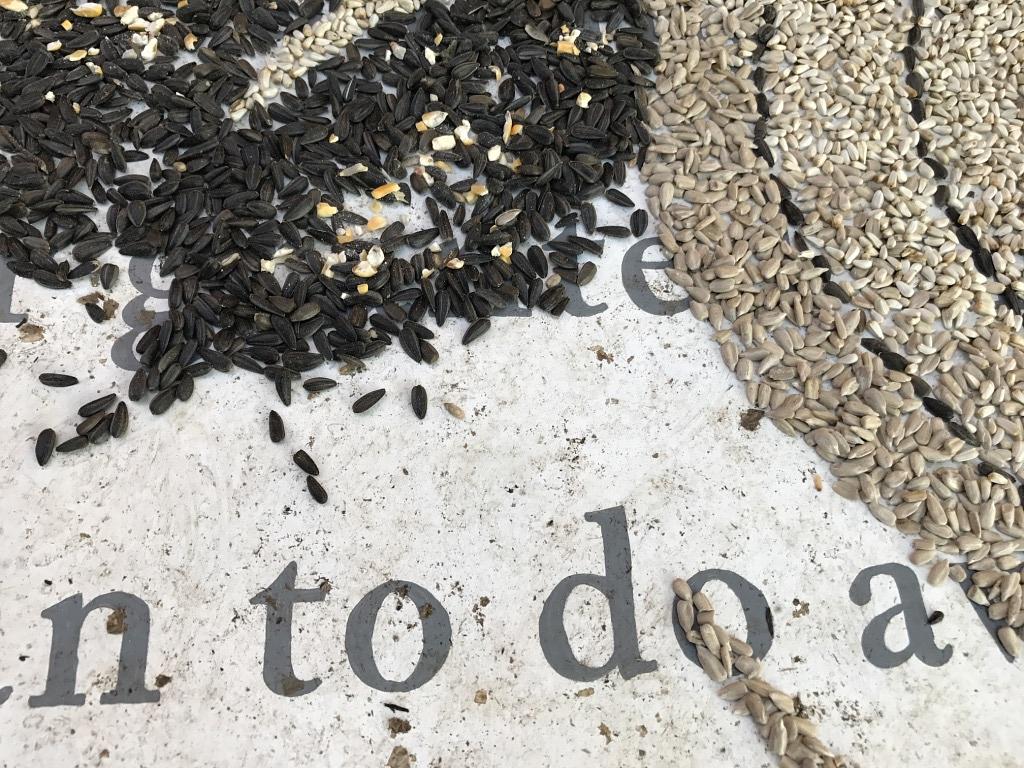 Detail, Wild Things - Thismia Americana