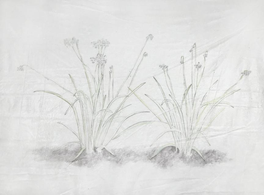 Wild Onion