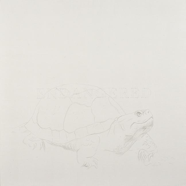Blandings Turtle