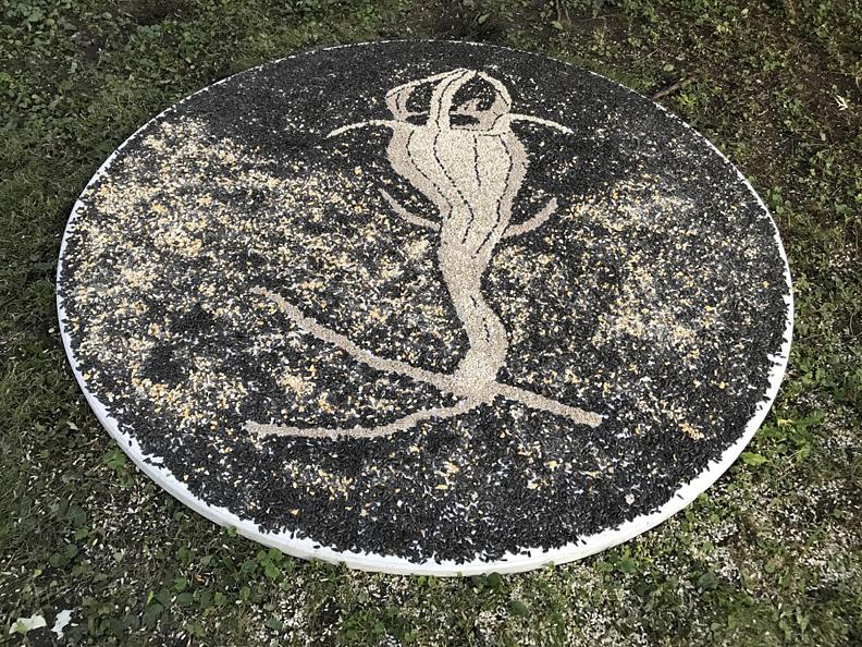 joanne aono, thismia americana, seed art installation