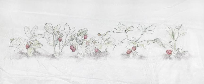 Wild Strawberry