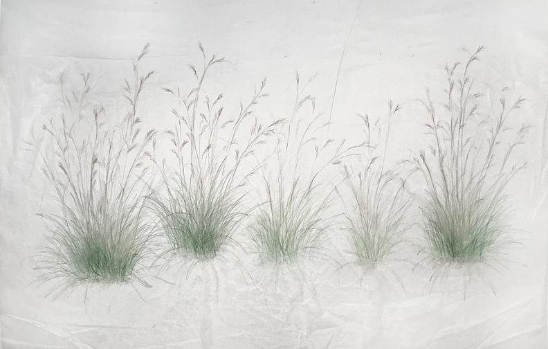 Little Bluestem