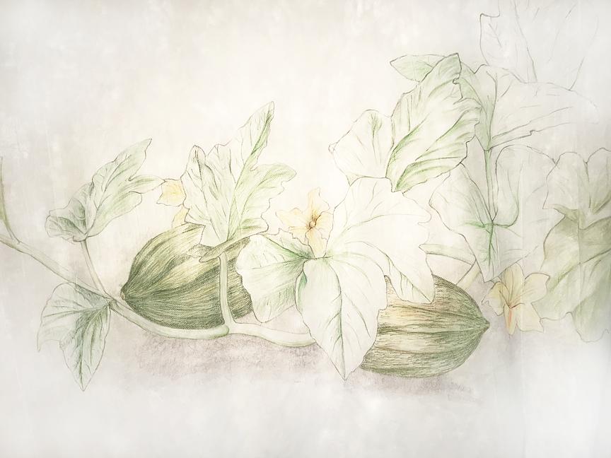 Three Sisters - Squash I