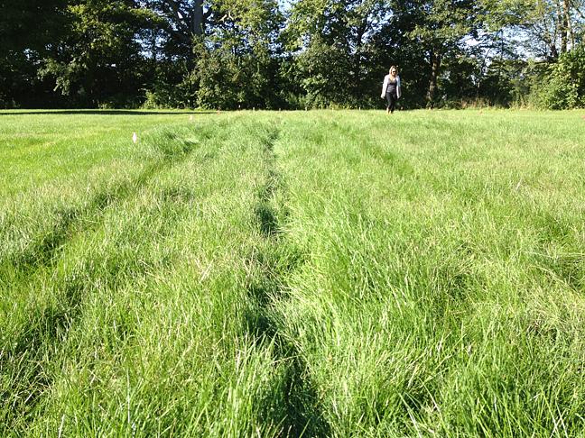 Joanne Aono, Kate Ingold, Ghost Farm Field